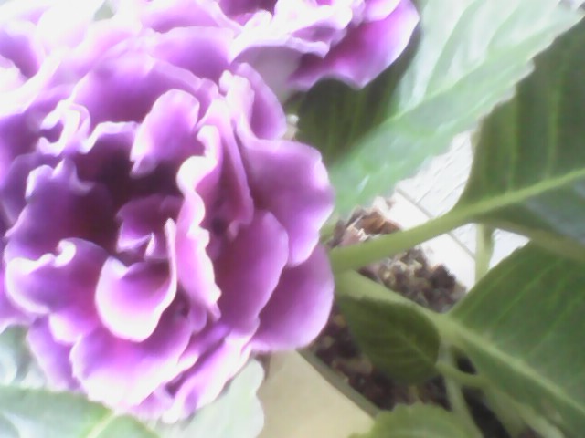 1IMG0117A.jpg