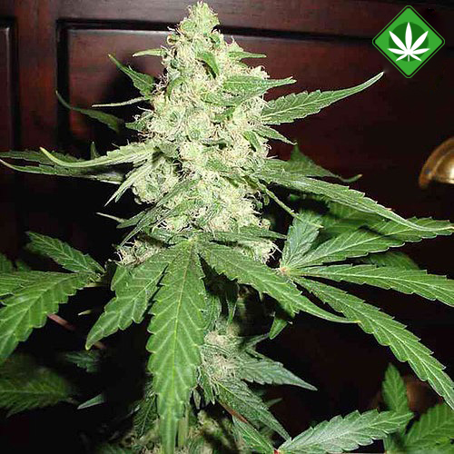 Wholesale Marijuana Seeds