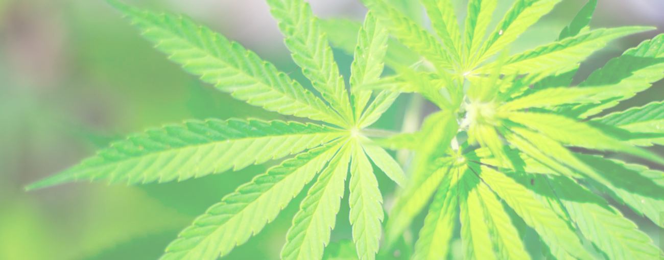 Cannabis Oil Suppliers