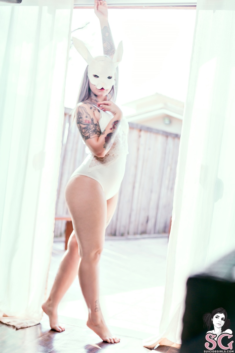 avelar-domesticrabbit-01.jpg