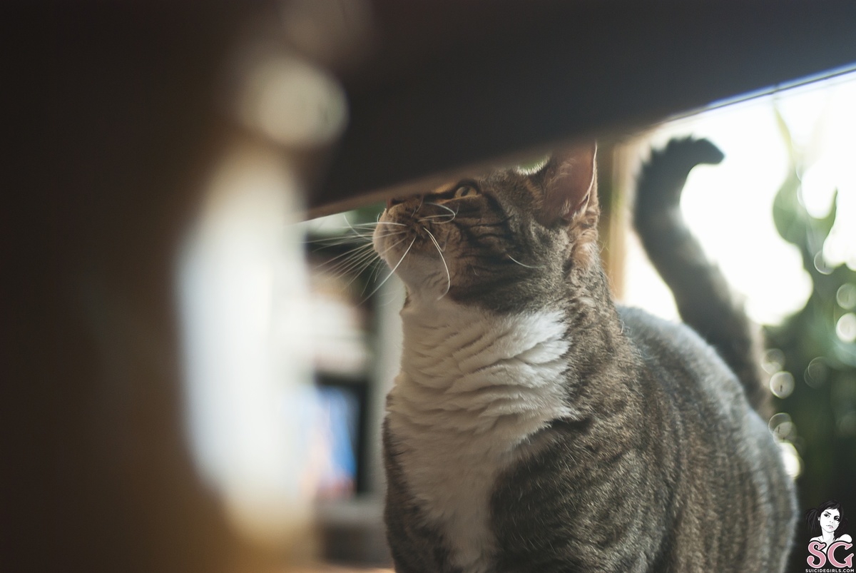 dizziemisslizzie-ollie-03.jpg