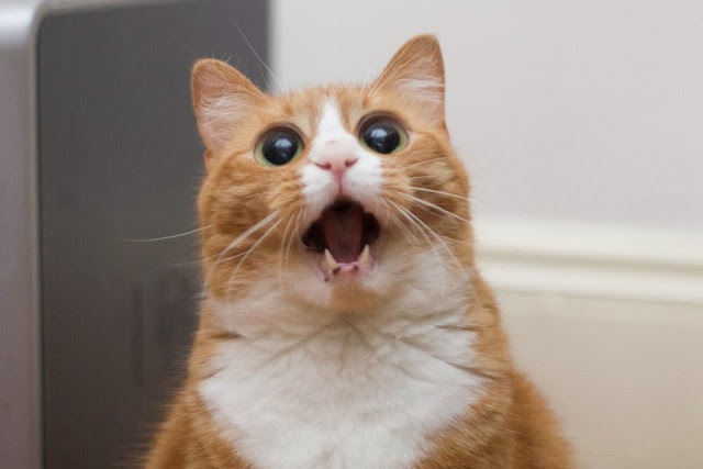cat01_640.jpg