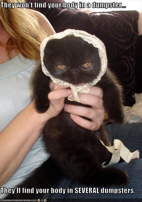 funny-pictures-cat-in-bonnet-is-angry.jpeg