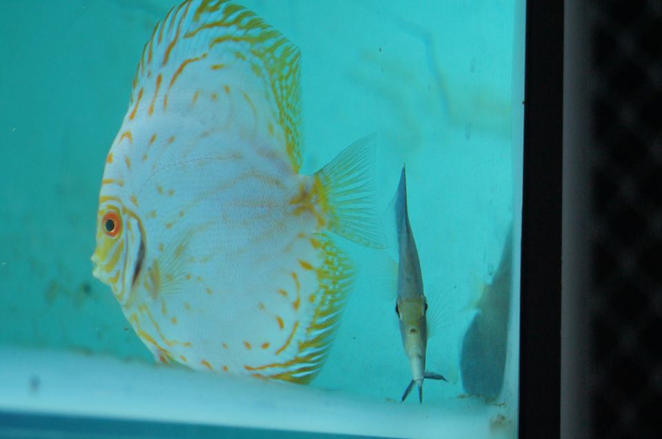 Discus!
