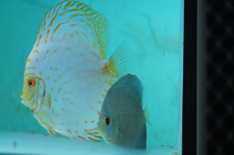 Discus!