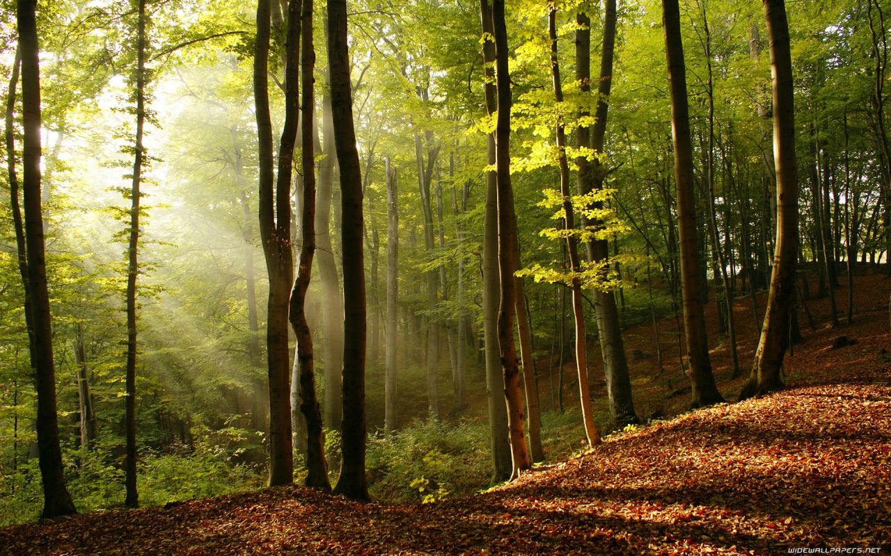 forest