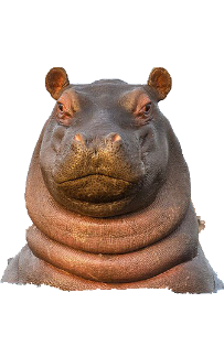 hippo.png