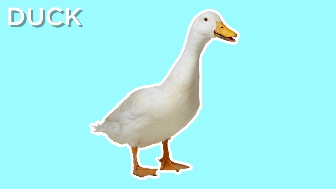 maxresdefault.jpg