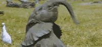 happyElephant.gif