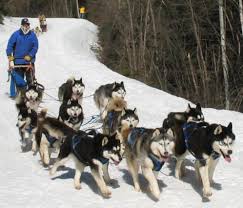 dog sled