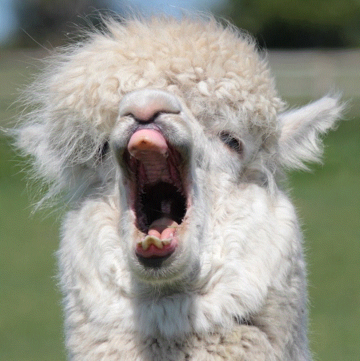 alpacayawn.gif
