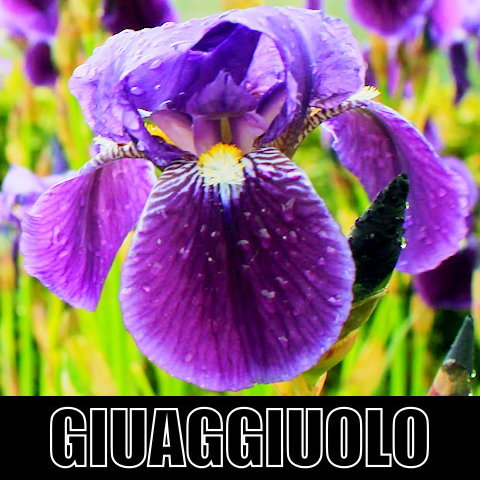 giuaggiuolo.JPG