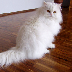 A cat or a gecko?