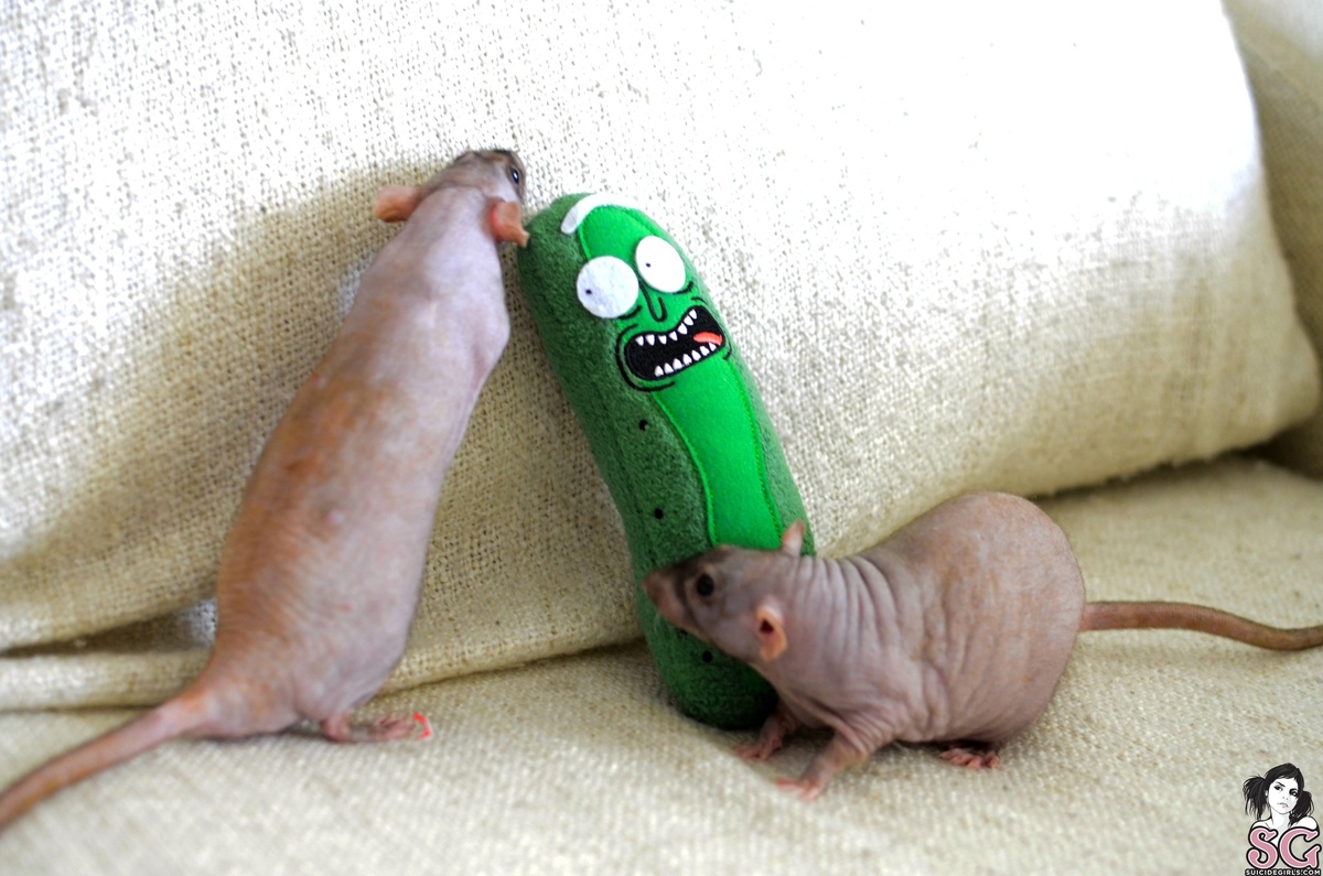 darkyrie-savepicklerick-01.jpg