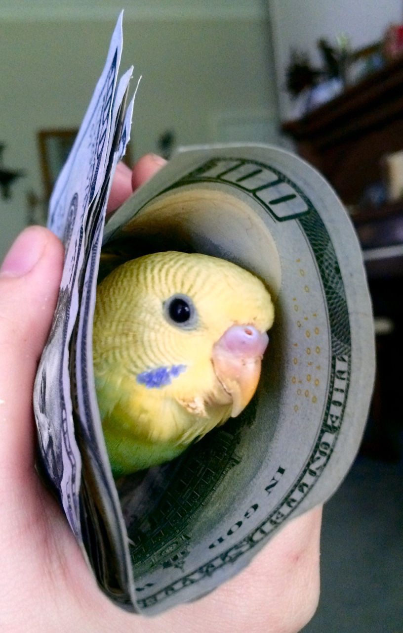 moneybudgie.jpg