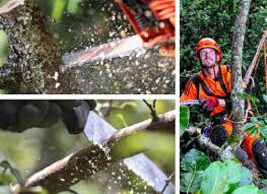 Affordable Arborist in Auckland at Tree Specs