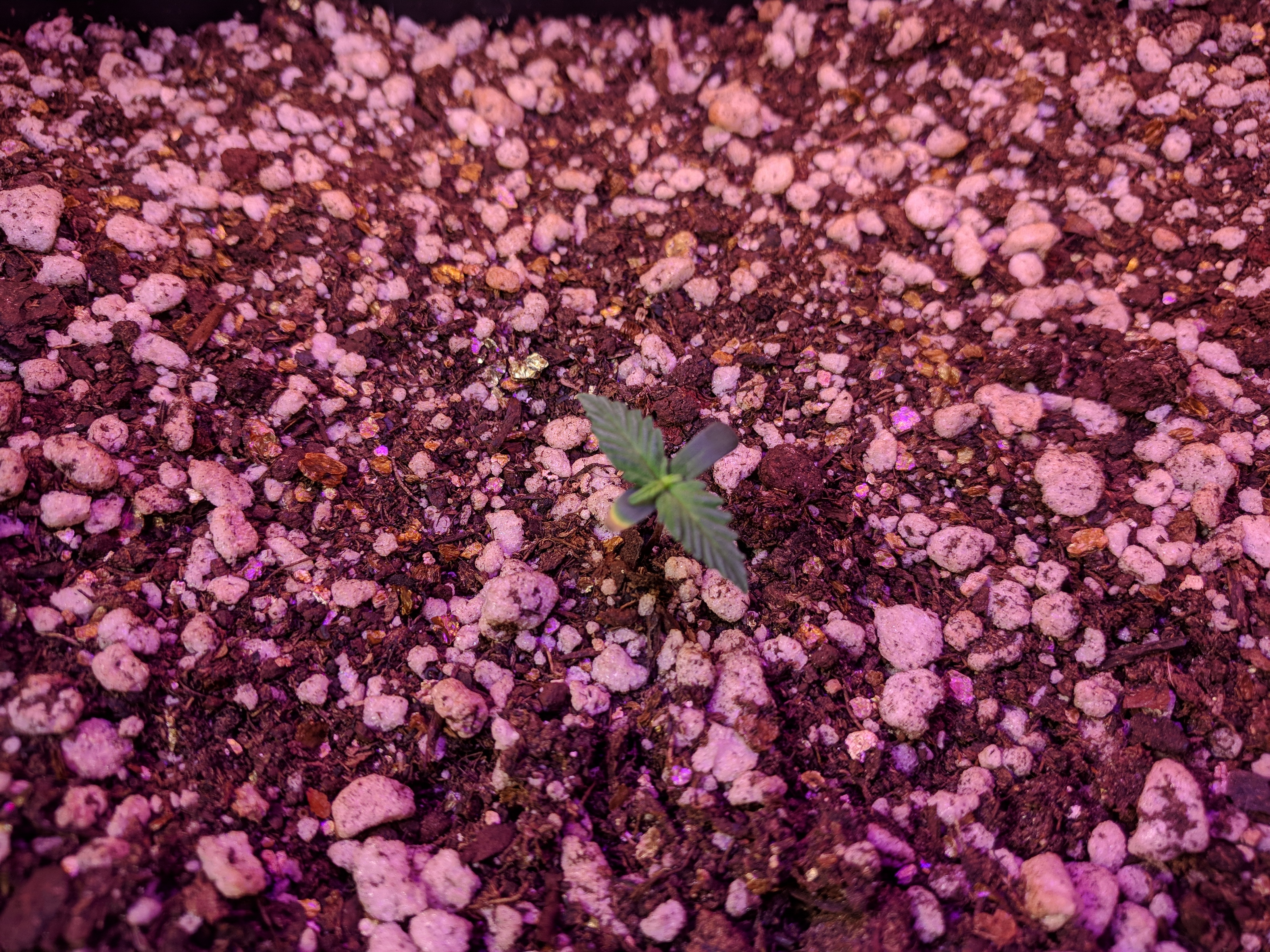 Day8