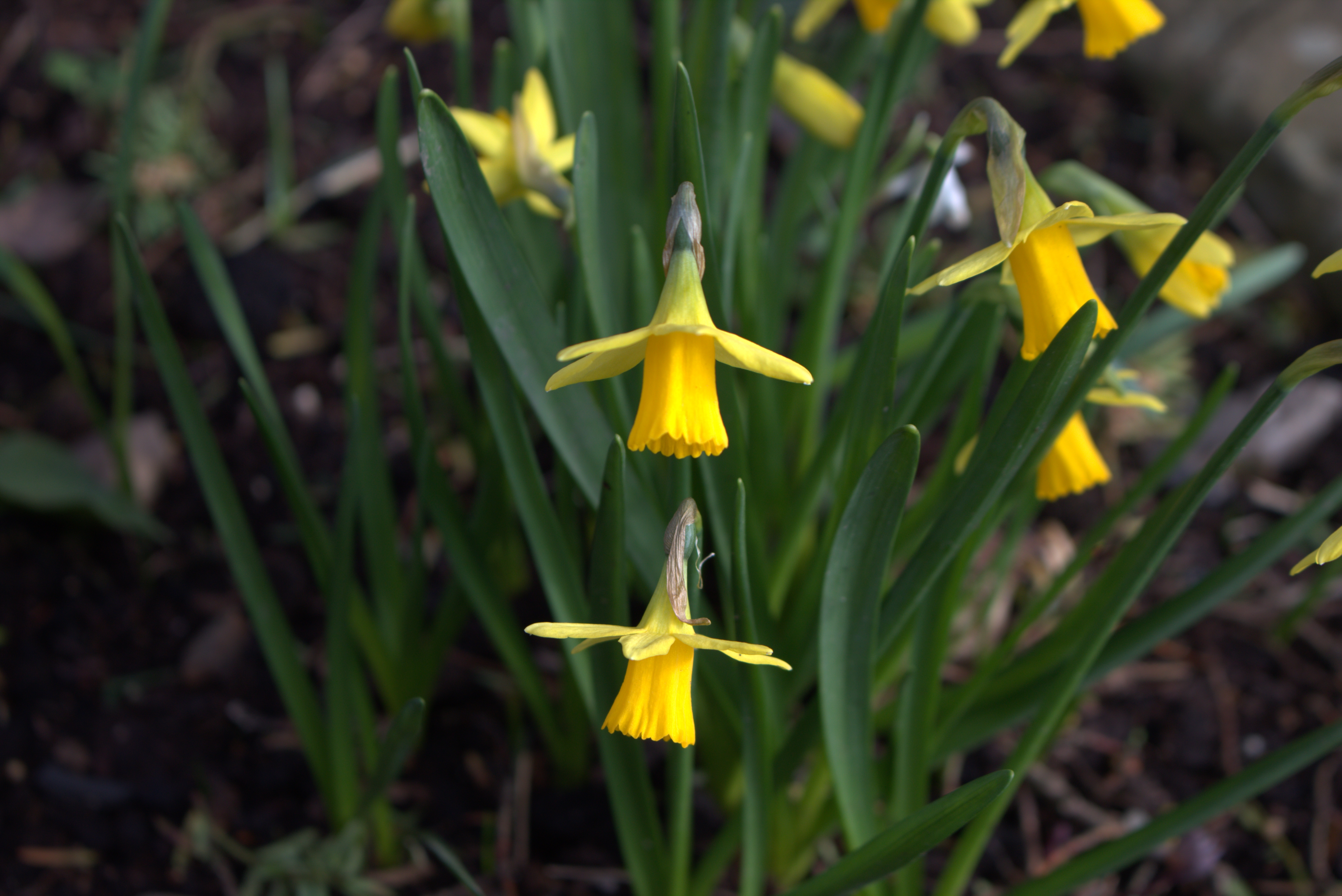 Two Daffs