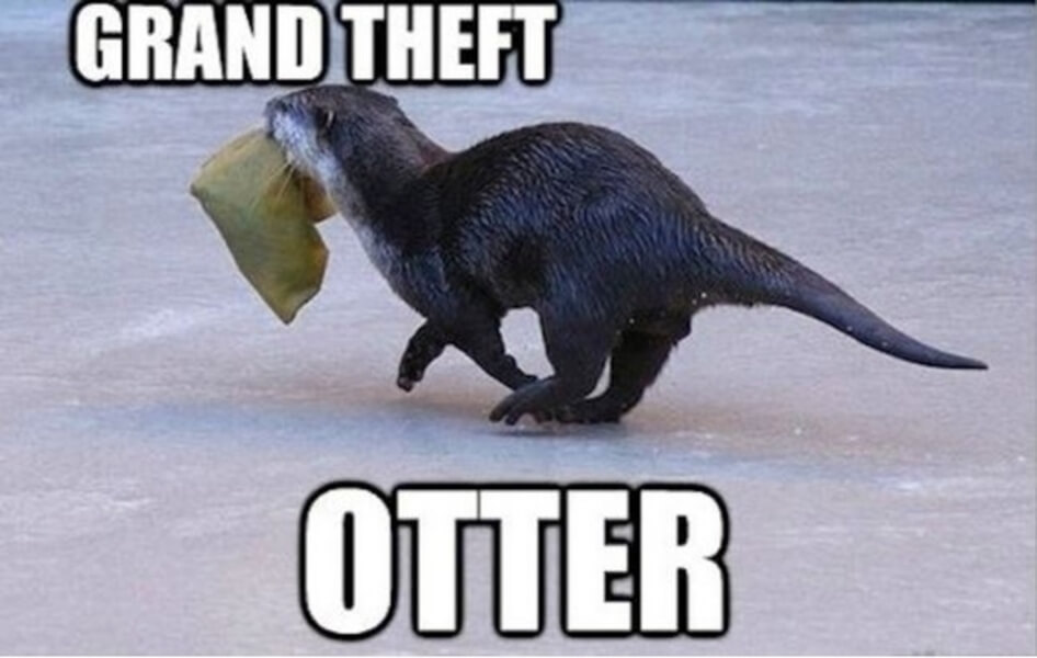 grandtheftotter-73004.jpeg