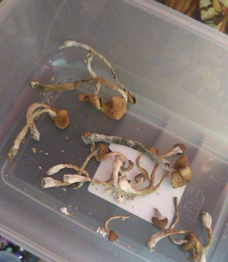 Shrooms