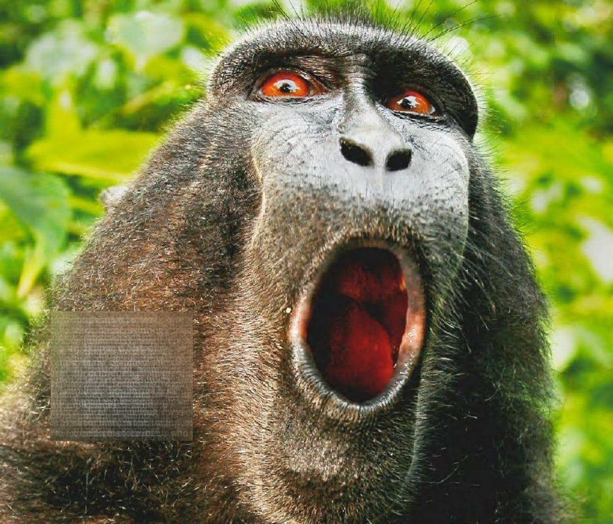 monkey