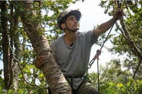 Best Tree Removal in Auckland at Affordable Price