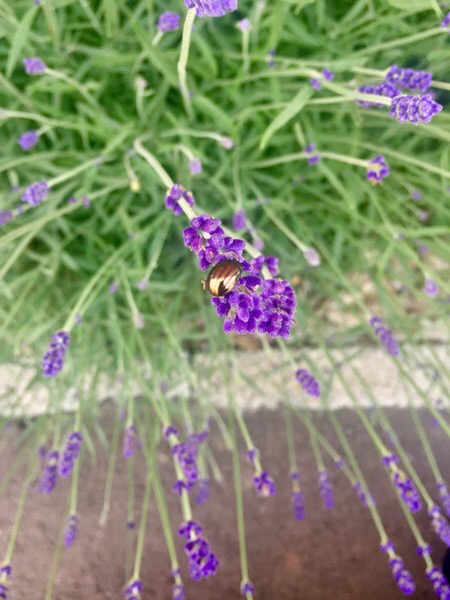 Rosemary beetle on lavender plant