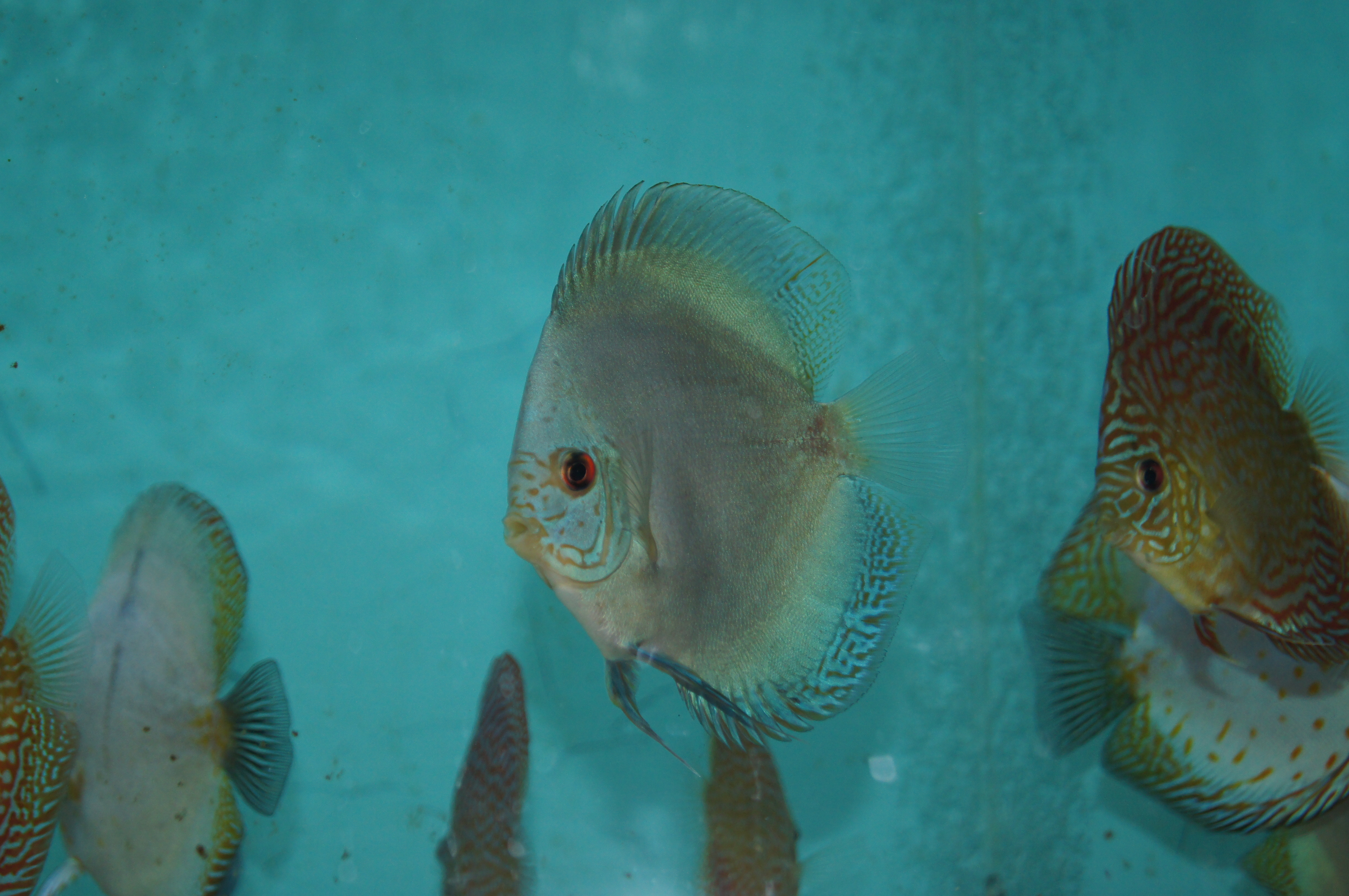 Discus