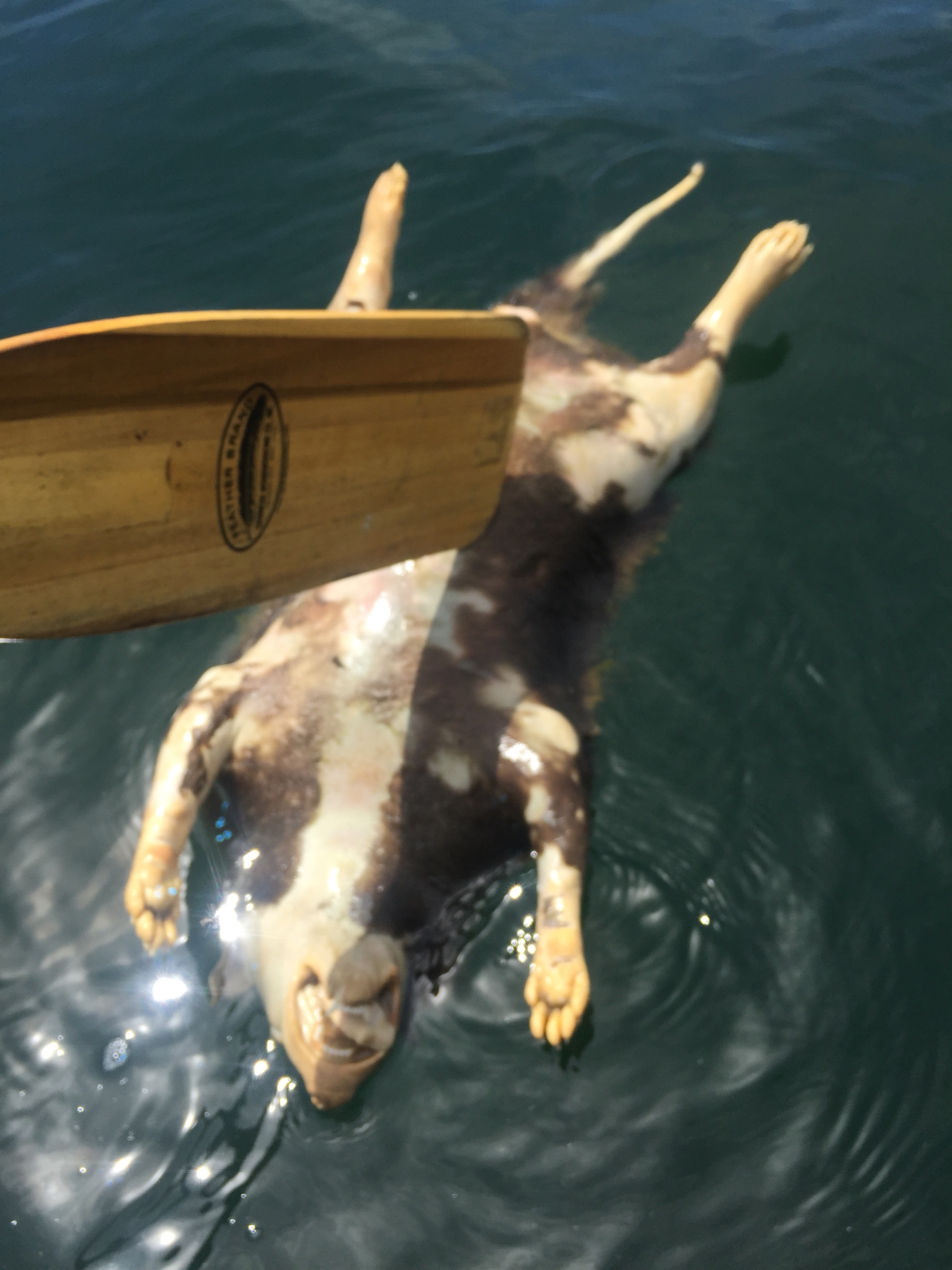 file.jpg