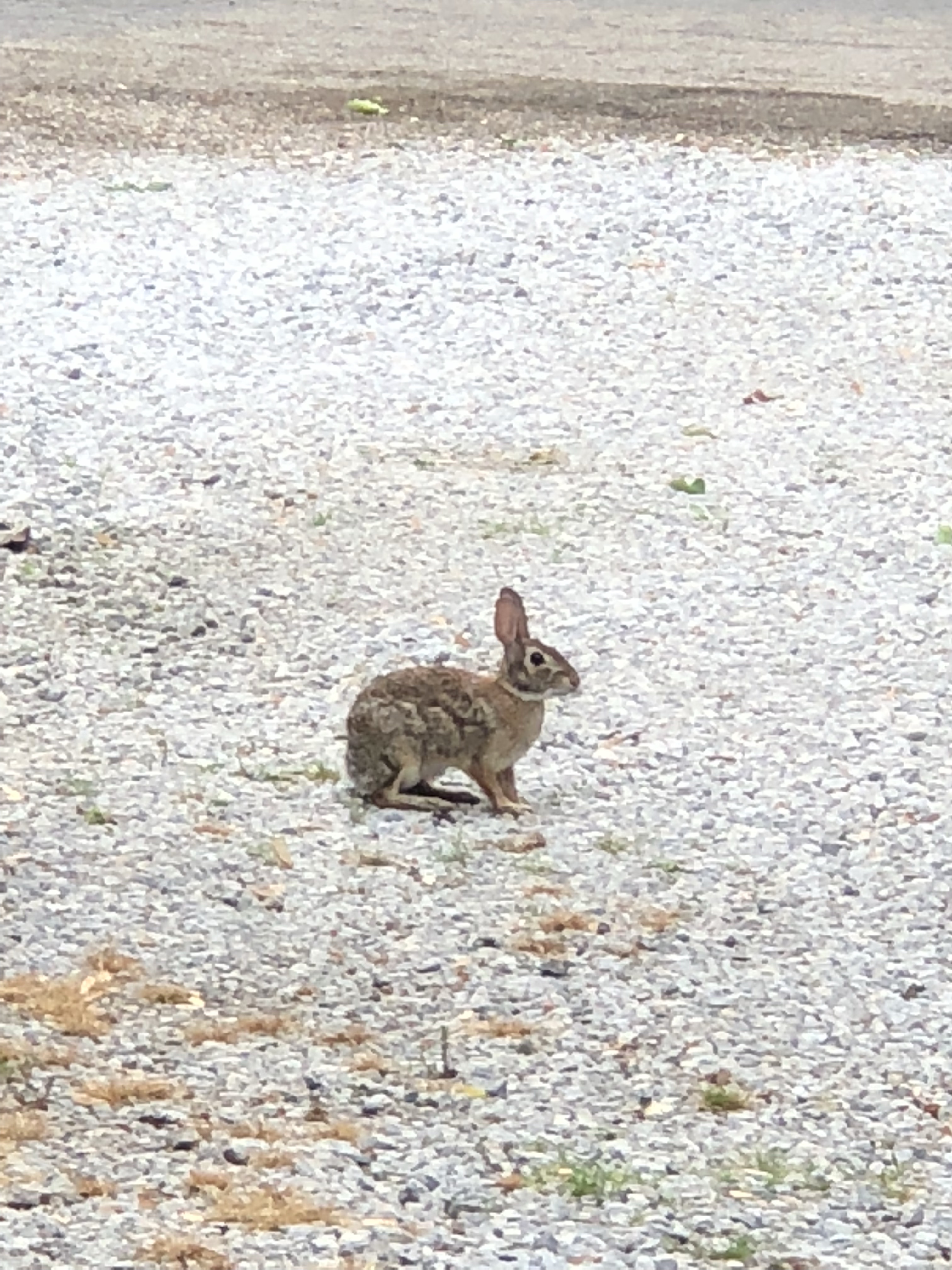 file.jpg