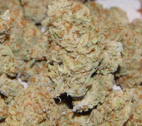 bud_sour.JPG
