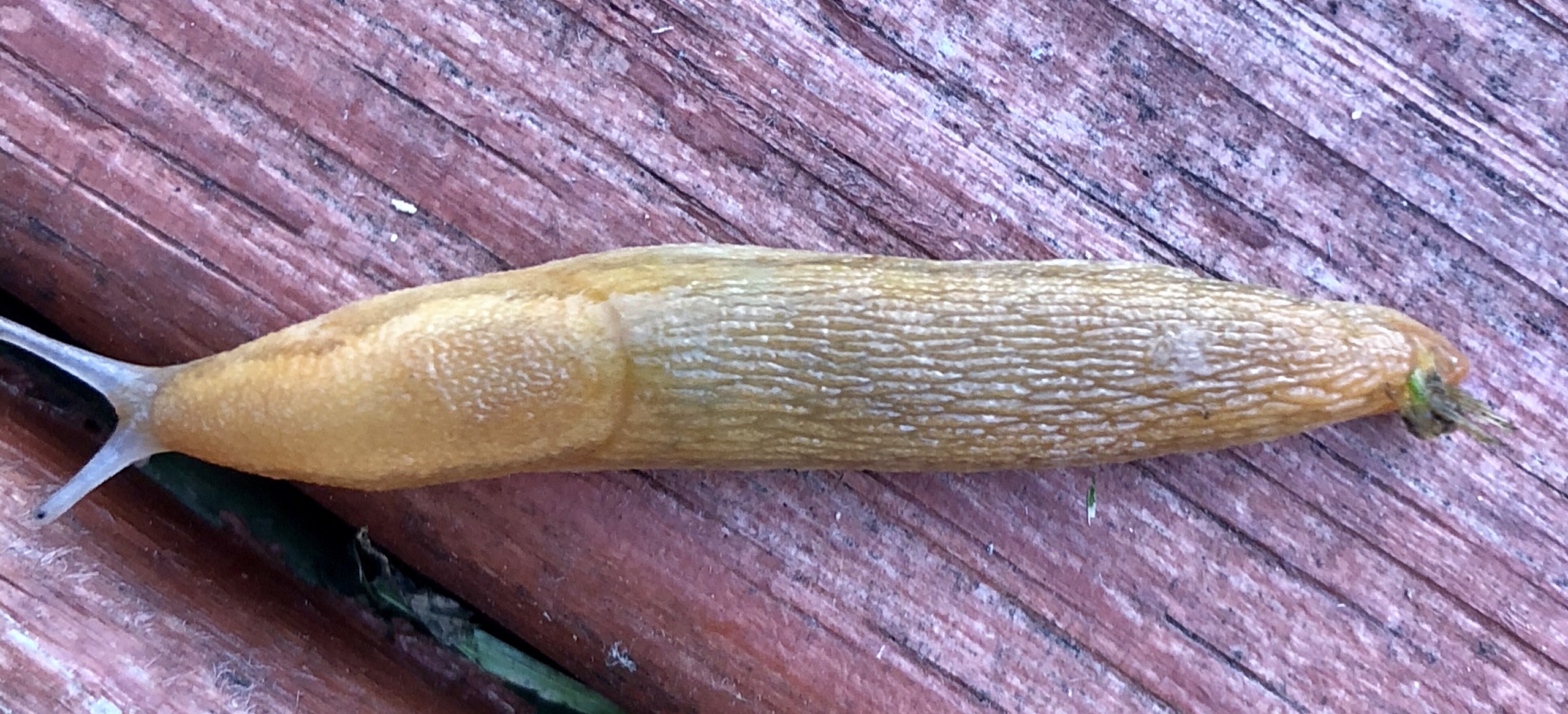 file.jpg