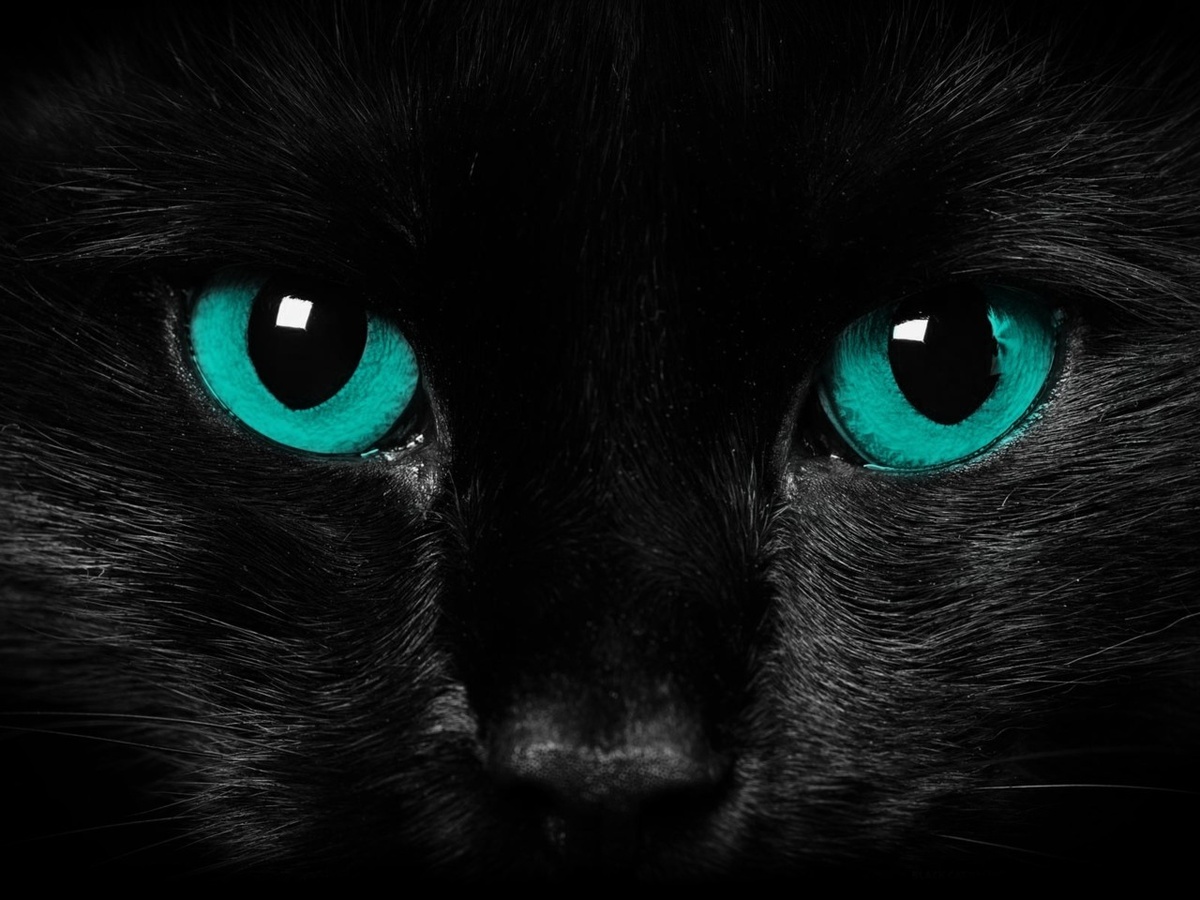 animals-cat-cats-eyes-fashion-Favim.com-335569.jpg