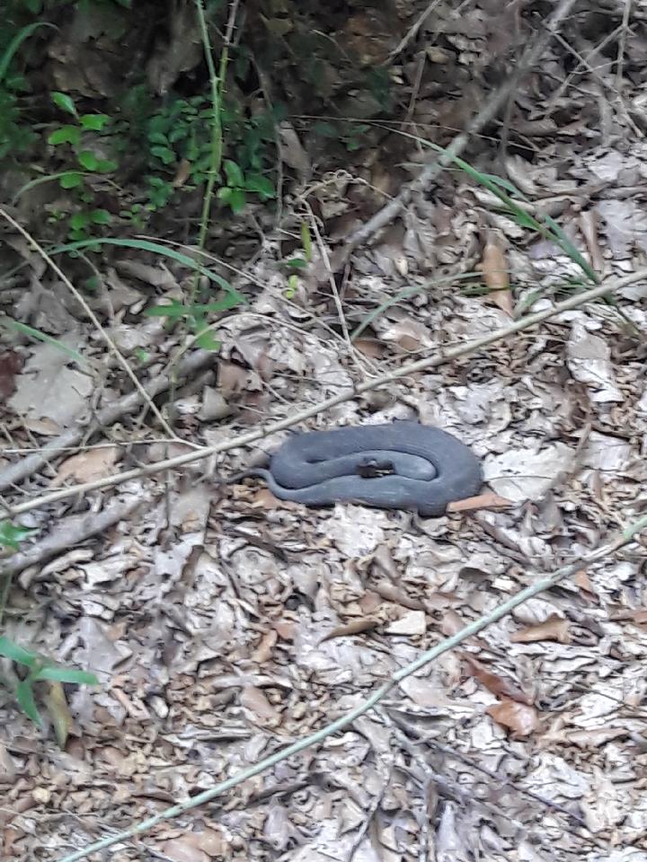 Snake