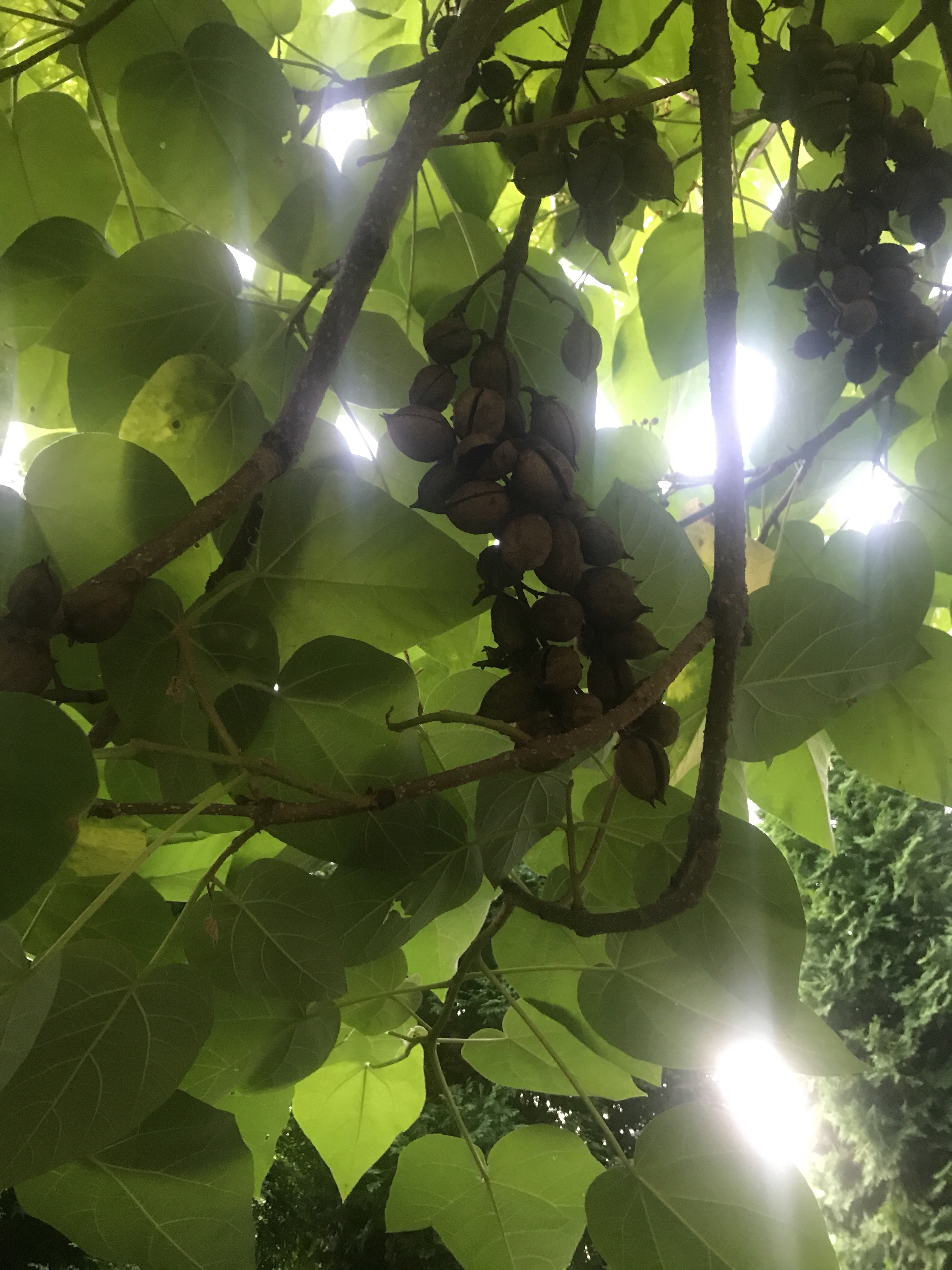 file.jpg