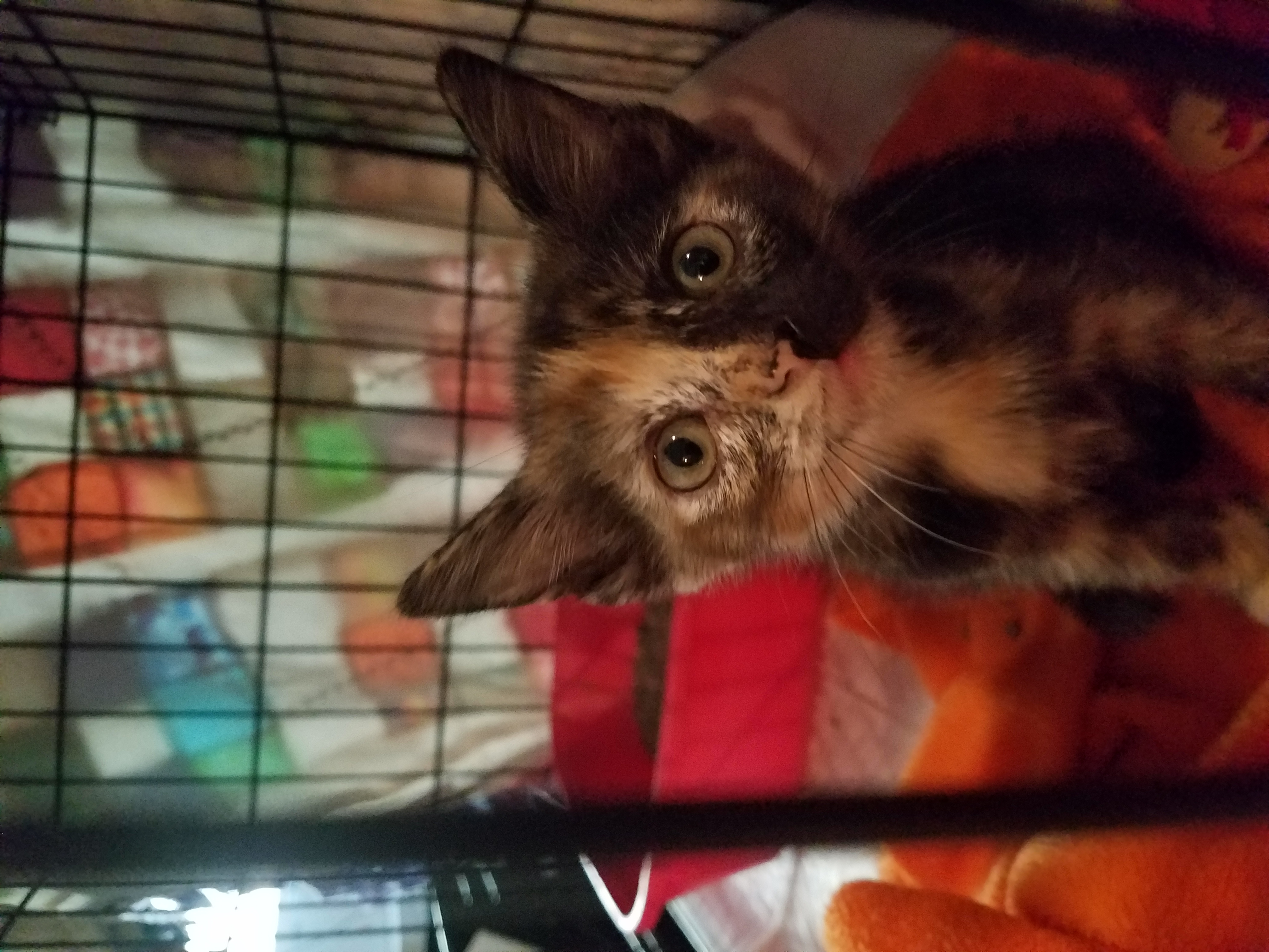 kitty