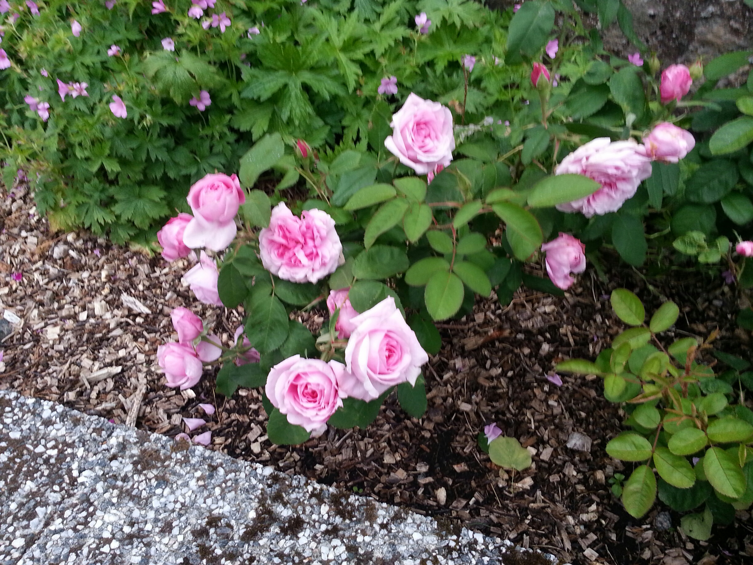 20180622_220519_resized.jpg