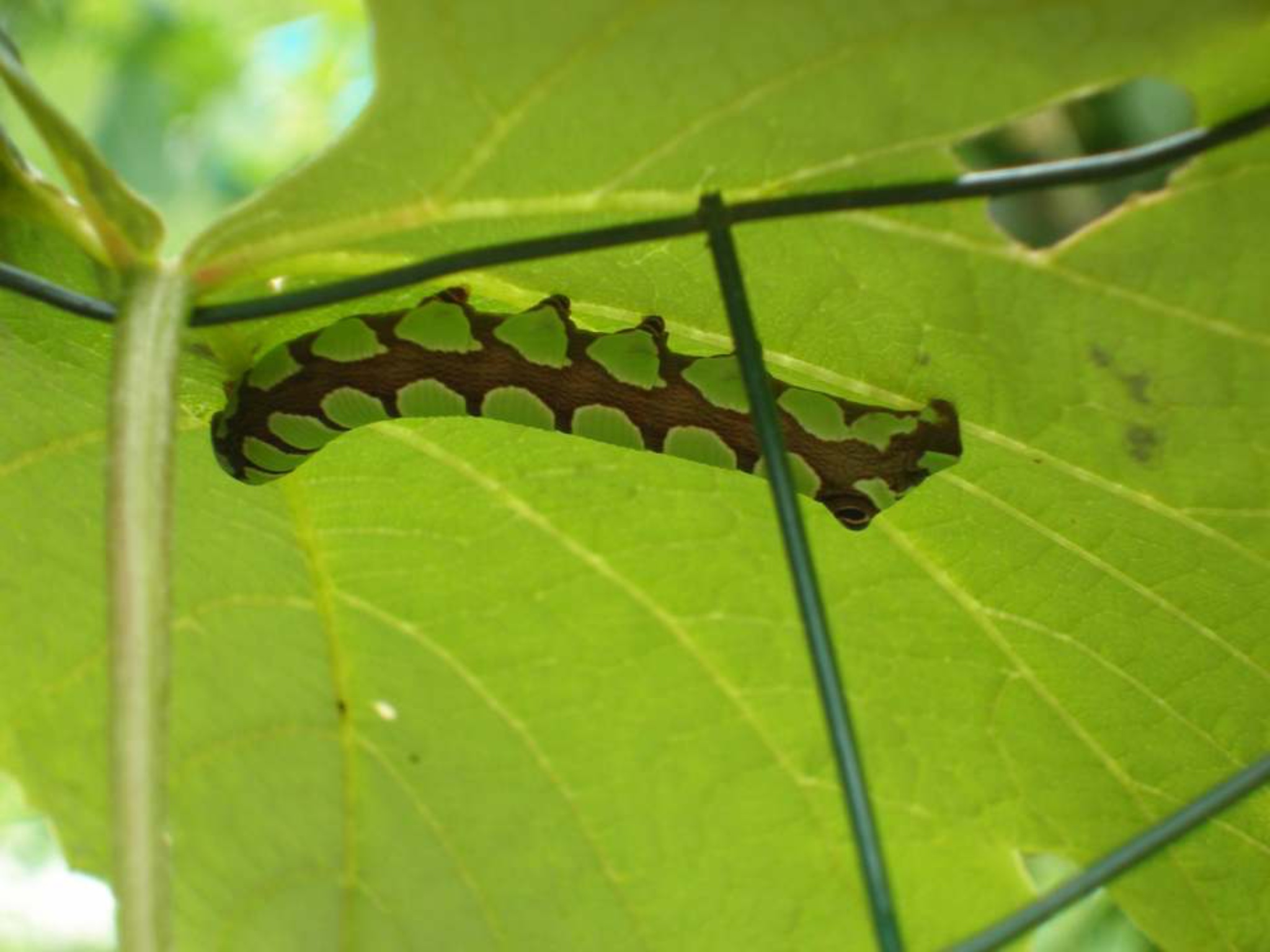 file.jpg