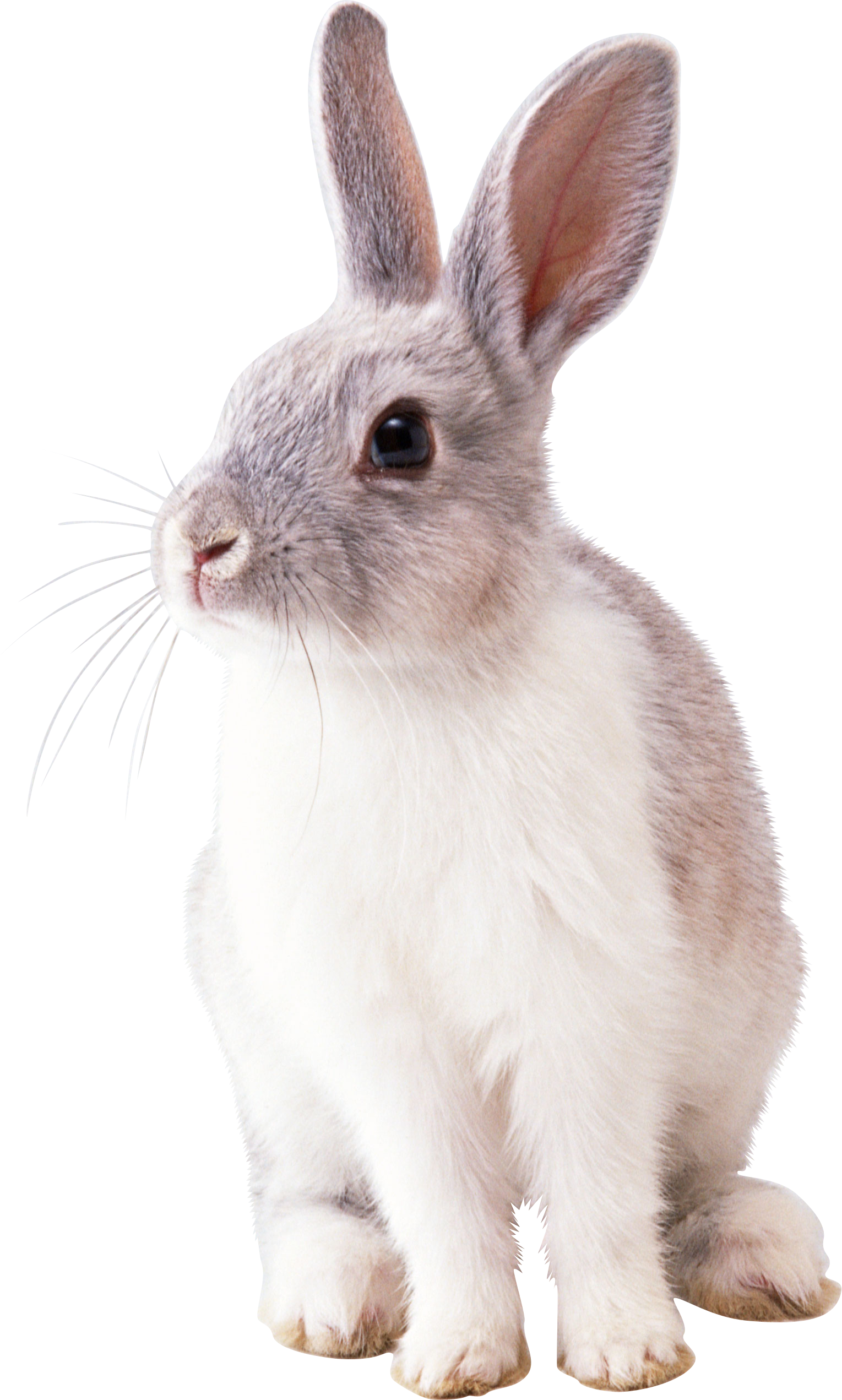 White-Rabbit-PNG-Image.png