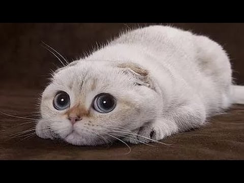 TEST TITLE