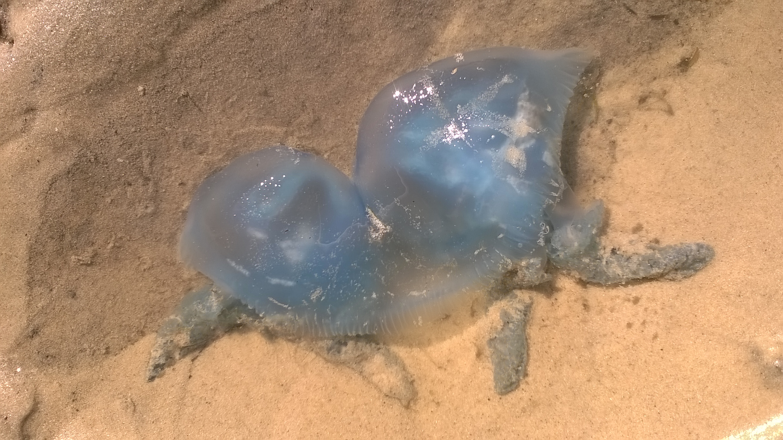 WP_20160827_004.jpg