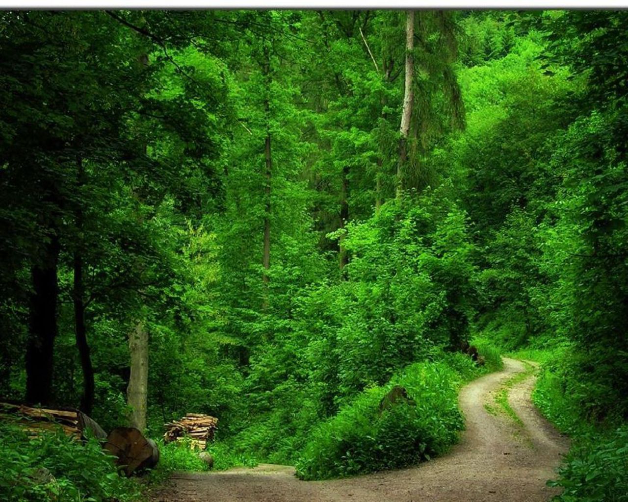 ForestWallpaper-790995.jpg