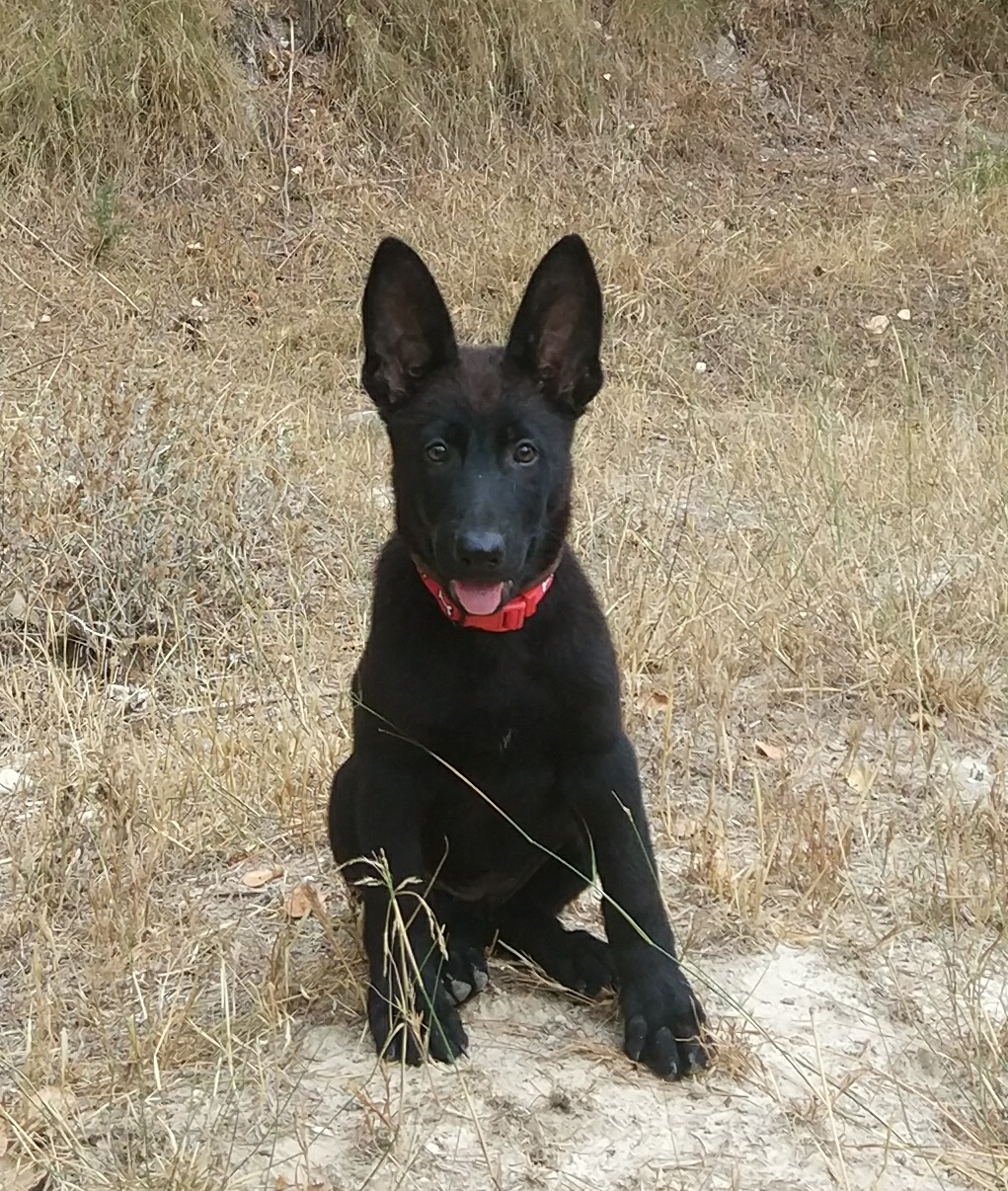 java