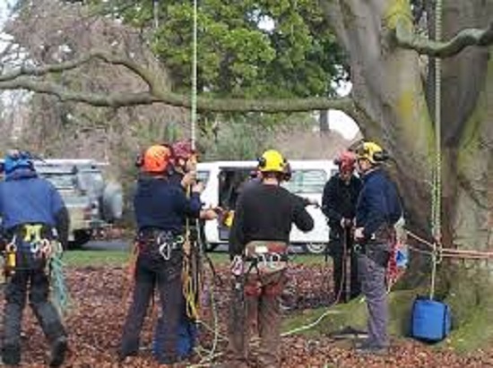 Looking For Best Stump Grinding in Auckland