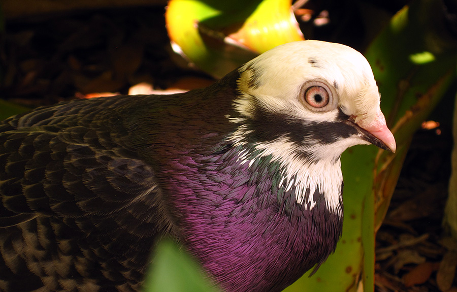 bird025.JPG