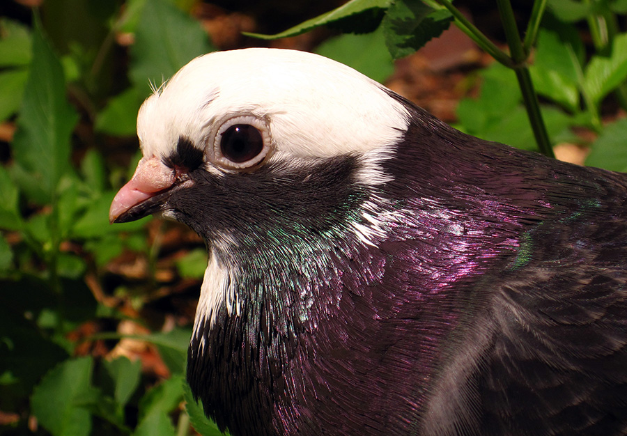 bird024.jpg