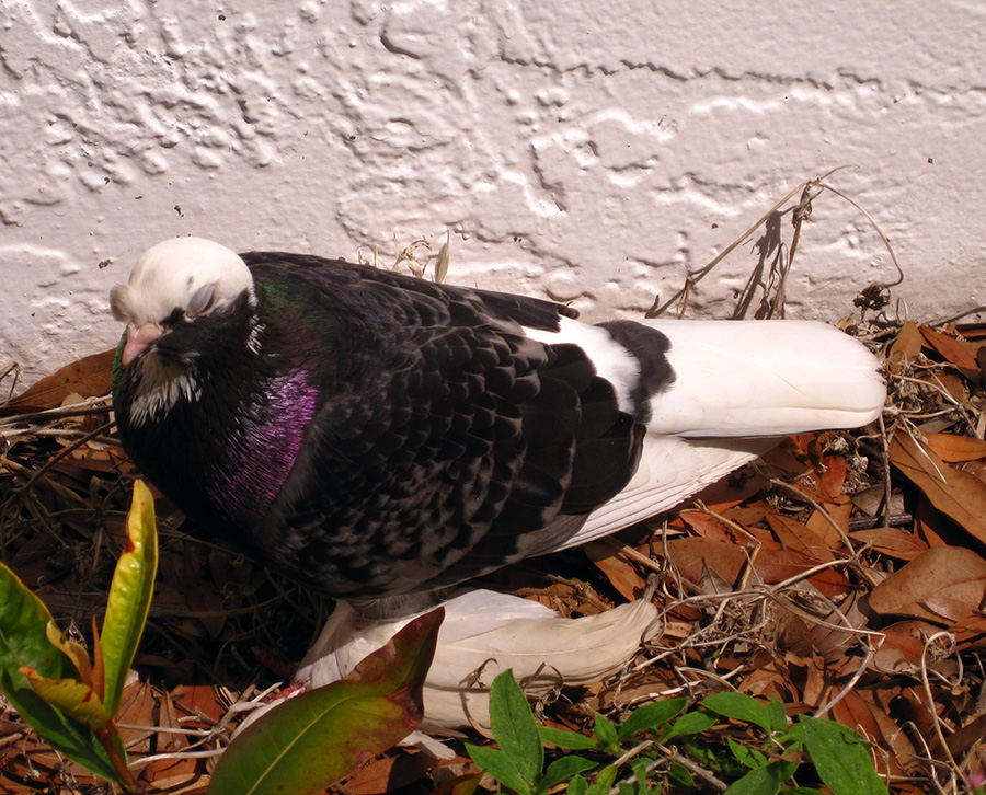 bird021.JPG