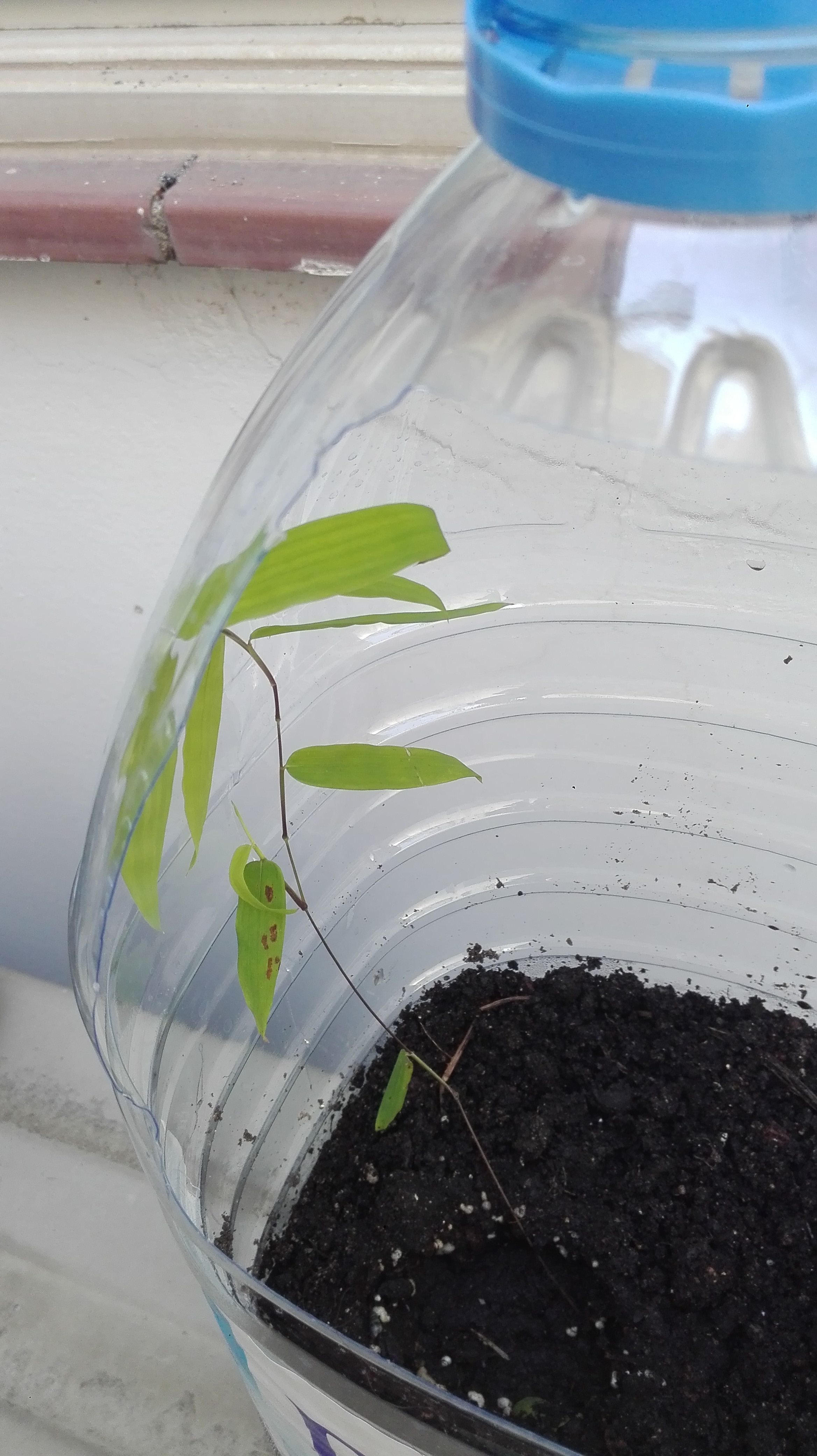 Bamboo plant with spots on leaves