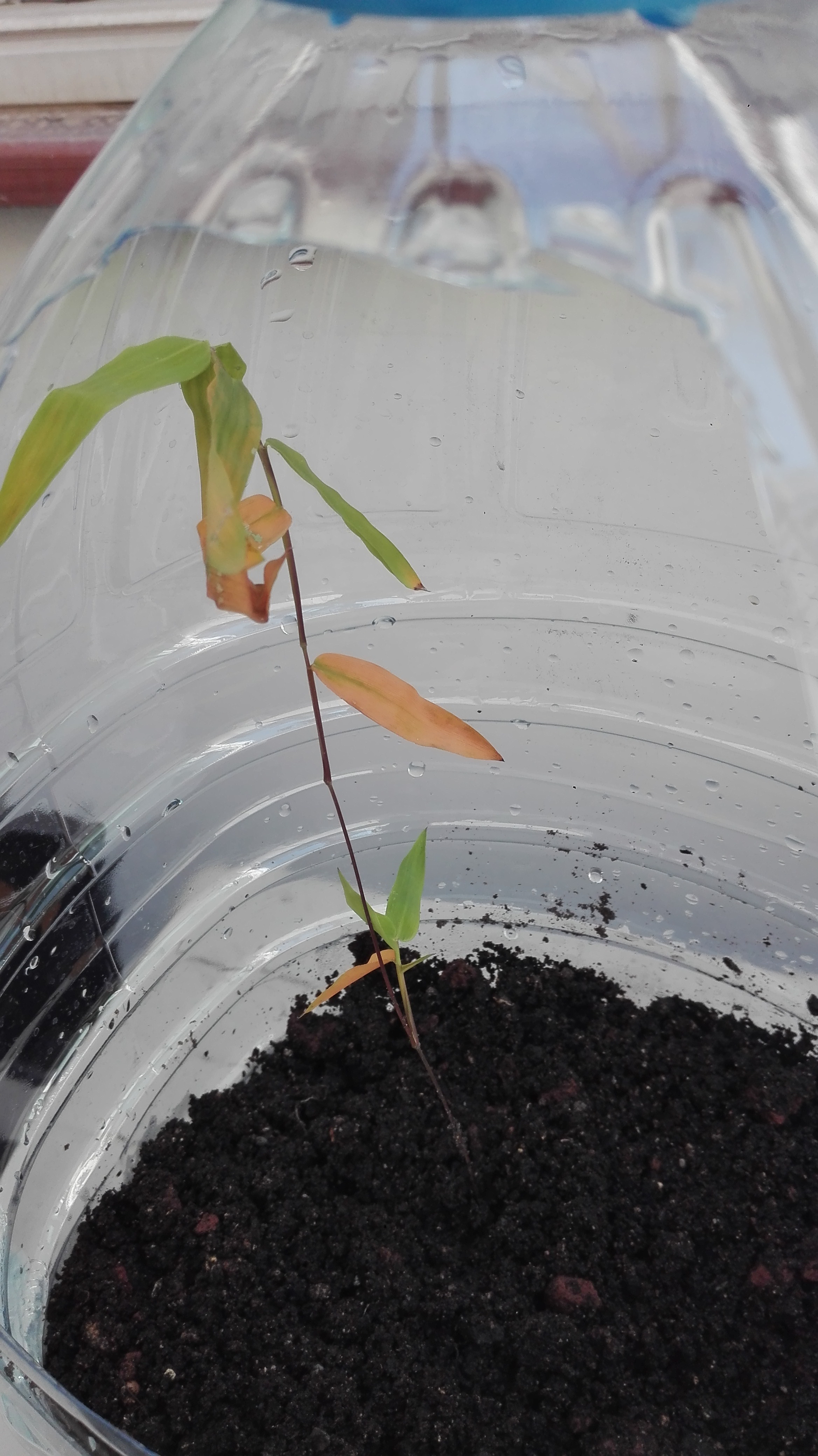 Plant with reddish leaves