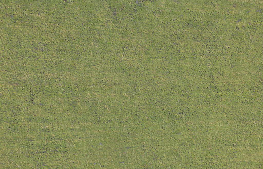 grass